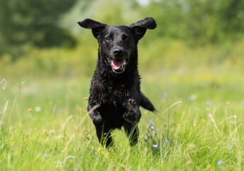 black dog on grass