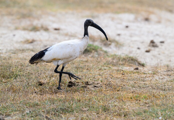 African Sacred Ibis closeup portrait on dry grass in savannah of Tanzania