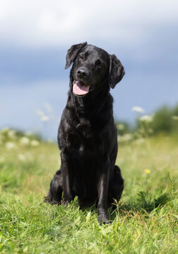 brown labrador retriever