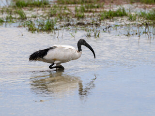 African Sacred Ibis foraging on the pond in Tanzania