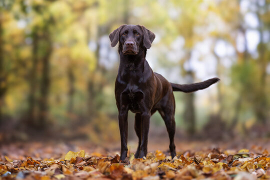 labrador retriever