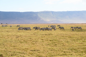 Plains zebras and safari cars in African savannah 