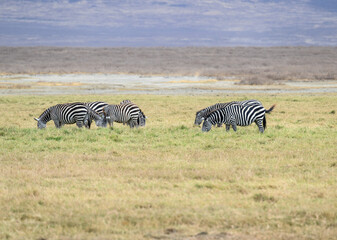 Fototapeta na wymiar Group of Plains zebras standing and grazing on pasture