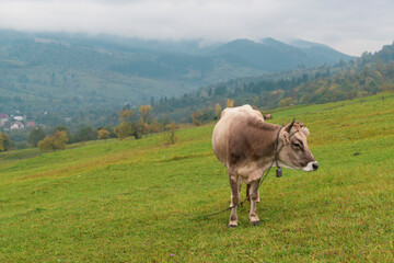 Fototapeta na wymiar Brown cow with cowbell