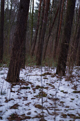 A serene forest scene: tall trees with green leaves against a blue sky, a blanket of snow covering the ground, and vibrant leaves adding a burst of color. A picturesque blend of winter tranquility