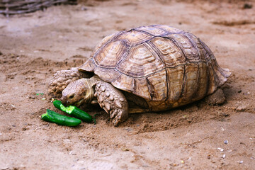 Some of the largest turtles in the world are in the natural park of the zoo on the island. Huge portrait of reptiles. Exotic animals, love and travel concept