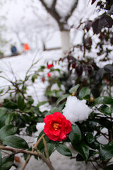 Close-up of snow camellia. Red camellia covered by snow.
