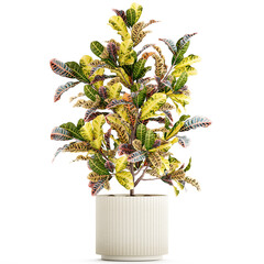  Small indoor tree white modern pot Croton tree  isolated on white background 