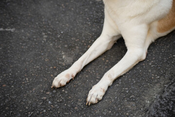 Paws of a white dog sitting on the floor.