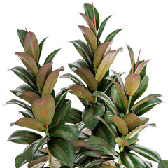  Ficus Tree Small Set White Modern Pot  isolated on white background 