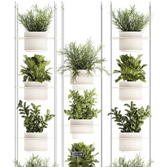 Kitchen mini vegetable garden Rosemary Basil pot  isolated on white background 