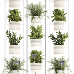 Kitchen mini vegetable garden Rosemary Basil pot  isolated on white background 