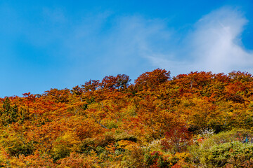 Fototapeta premium Autumn trees