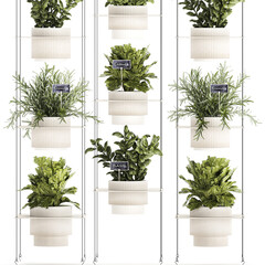 Kitchen mini vegetable garden Rosemary Basil pot  isolated on white background 