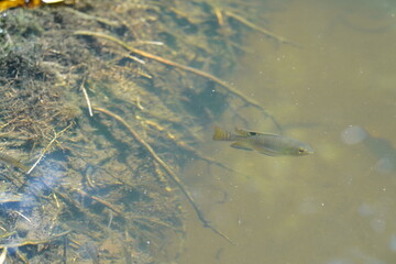 湿地帯の淡水魚