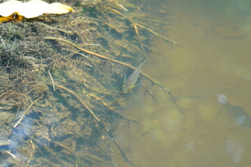 湿地帯の淡水魚