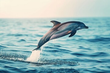 a dolphin leap from water sea surface to breath by air or 