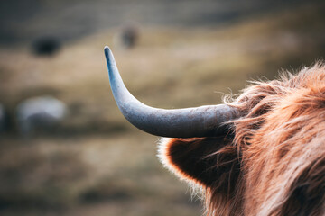 scottish highland cow horn detail