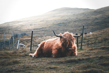 scottish highland cow at faroe islands - obrazy, fototapety, plakaty