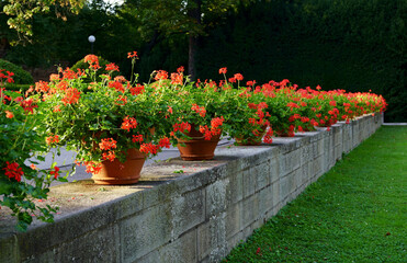 Ornamental plants in the city. Red geraniums in flowerpots on the streets of Prague. Beautiful red...