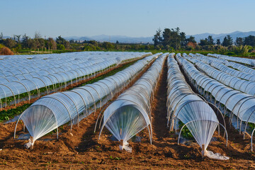 strawberry greenhouse, against the backdrop of the mountain, fertile land