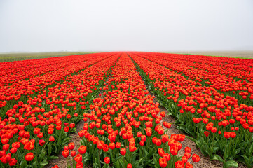 Rotes Tulpenfeld im Nebel