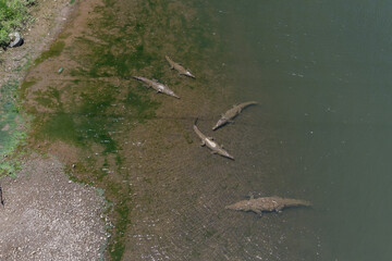 Beautiful aerial View of the Tarcoles river and bridge, with lots of crocodiles and alligators in Costa Rica. Wildlife.