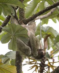 A Three-toed sloth (Bradypus) hanging upside down high in a tree, photographed in Arenal Volcano...