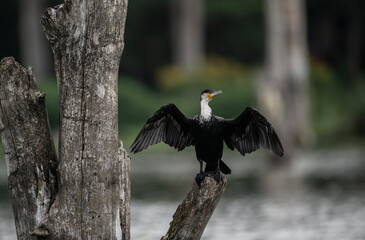 black cormorant resting in natural conditions after a successful hunt