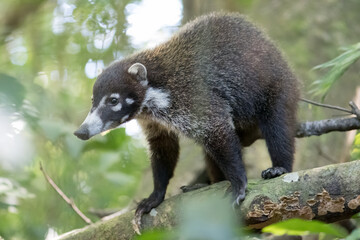 The White-nosed Coati (Nasua narica) in the rainforest of Monteverde. Costa Rica. Wildlife.