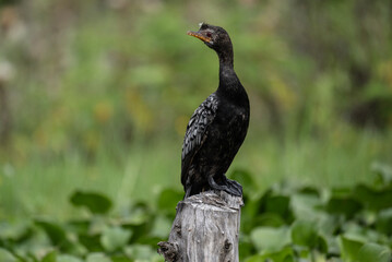 black cormorant resting in natural conditions after a successful hunt