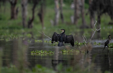 black cormorant resting in natural conditions after a successful hunt