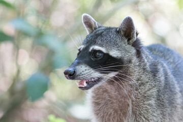 A Raccoon (Procyon lotor) on the beach of Manuel Antonio National Park. Costa Rica. Wildlife.