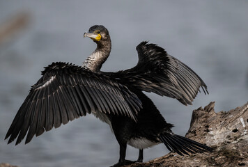 black cormorant resting in natural conditions after a successful hunt