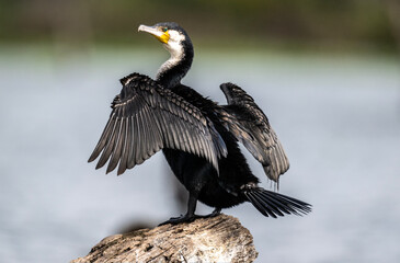 black cormorant resting in natural conditions after a successful hunt
