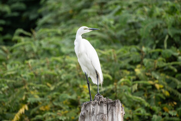 Fototapeta premium egret in natural conditions hunting for fish