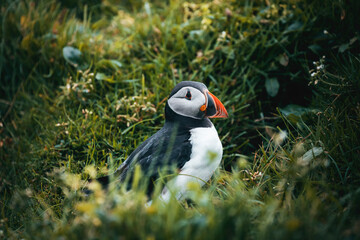 atlantic puffin close up in the grass faroe islands