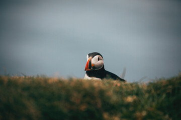 atlantic puffin close up by the ocean at faroe islands