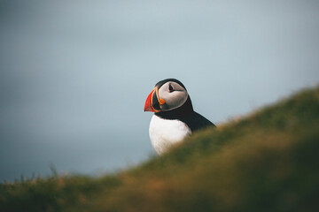 atlantic puffin close up by the ocean at faroe islands