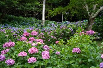 牧之原・秋葉公園のあじさい