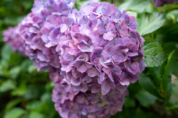 牧之原・秋葉公園のあじさい