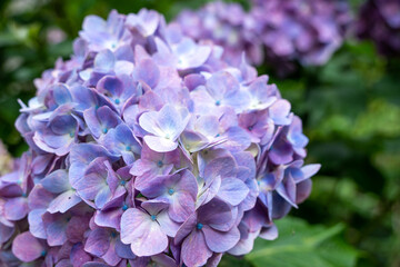 牧之原・秋葉公園のあじさい