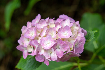 牧之原・秋葉公園のあじさい
