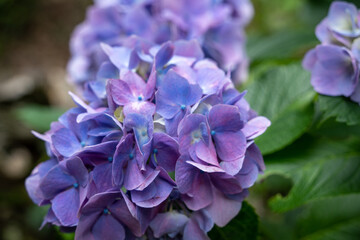 牧之原・秋葉公園のあじさい