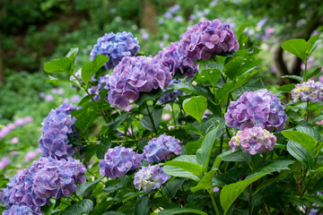 牧之原・秋葉公園のあじさい