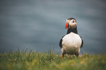 atlantic puffin close up by atlantic ocean