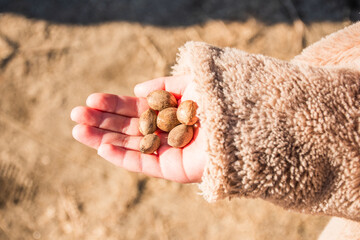 木の実を持つ子供の手