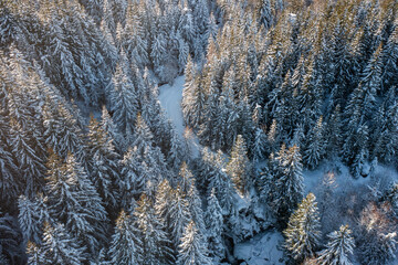 Aerial view of a mountain and tree in winter with snow