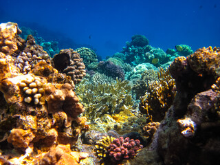Beautiful sea inhabitants in the coral reef of the Red Sea