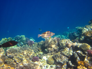 Beautiful sea inhabitants in the coral reef of the Red Sea